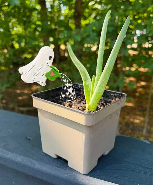 Ghost Plant Stake