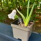Ghost Plant Stake